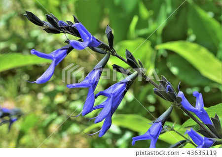 meadow sage meadow sage 43635119