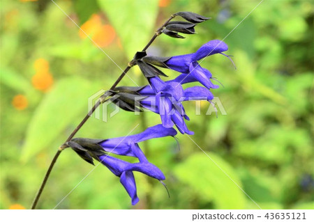 meadow sage meadow sage 43635121