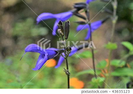草甸鼠尾草 草甸鼠尾草 43635123