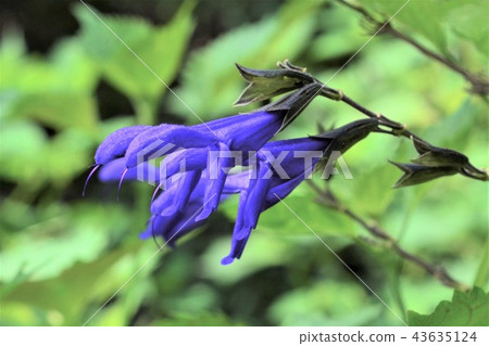 草甸鼠尾草 43635124