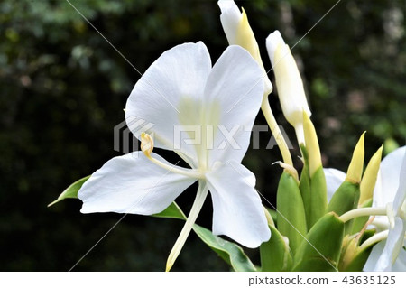 草甸鼠尾草 草甸鼠尾草 43635125