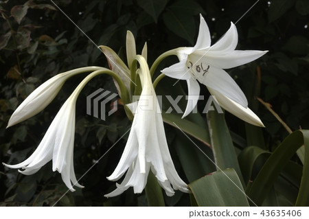 Angel trumpet Angel trumpet 43635406