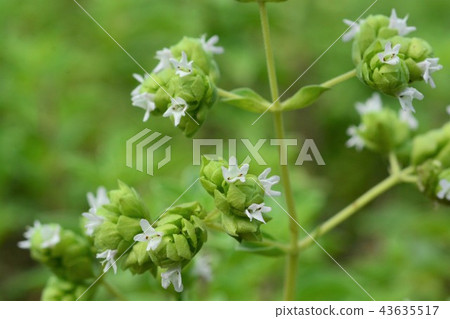 Italian oregano Italian oregano 43635517