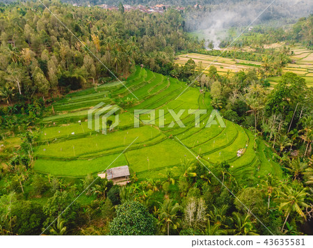 Rice fields in Bali island. Aerial view Rice fields in Bali island. Aerial view 43635581