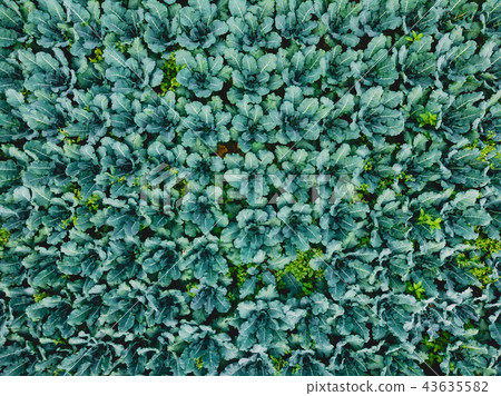 Aerial view of plantation. Farm with vegetables Aerial view of plantation. Farm with vegetables 43635582