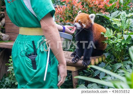 香港 海洋公園 小熊貓 紅色 Hong kong red panda 43635852