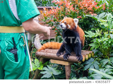 香港 海洋公園 小熊貓 紅色 Hong kong red panda 43635877