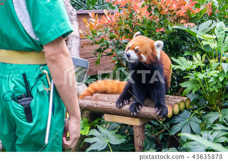 香港 海洋公園 小熊貓 紅色 Hong kong red panda 43635878