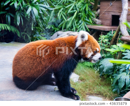 香港 海洋公園 小熊貓 紅色 Hong kong red panda 43635879
