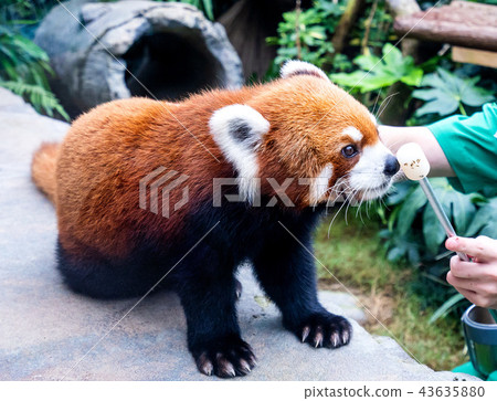 香港 海洋公園 小熊貓 紅色 Hong kong red panda 43635880