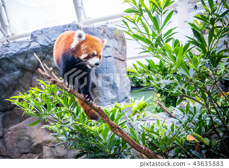香港 海洋公園 小熊貓 紅色 Hong kong red panda 43635883