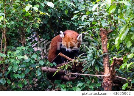 香港 海洋公園 小熊貓 紅色 Hong kong red panda 43635902