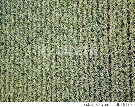 Rice cultivation 43636159