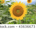 sunflower	 43636673