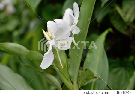 Hanashukusha Ginger 43636742