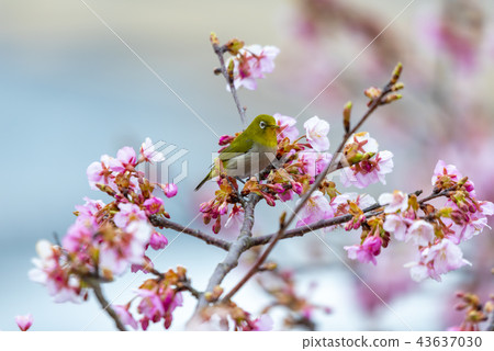 Kawazu cherry tree and mezzo Kawazu cherry tree and mezzo 43637030