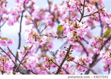 河津櫻花和mezzo 43637042