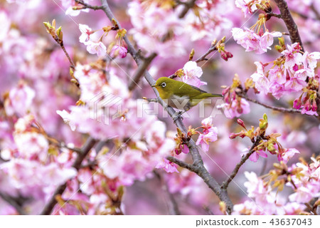 河津櫻花和mezzo 河津櫻花和mezzo 43637043