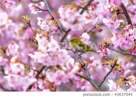 河津櫻花和mezzo 河津櫻花和mezzo 43637045