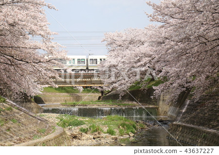 奈良佐渡河櫻花樹 奈良佐渡河櫻花樹 43637227
