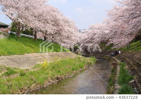 Cherry blossom trees of Nara Sado River 43637228