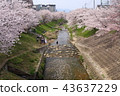 Cherry blossom trees of Nara Sado River 43637229