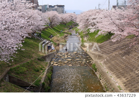 Cherry blossom trees of Nara Sado River Cherry blossom trees of Nara Sado River 43637229