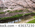 Cherry blossom trees of Nara Sado River 43637230