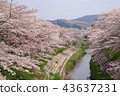 Cherry blossom trees of Nara Sado River 43637231