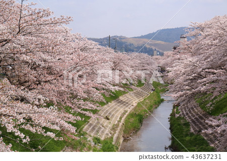 奈良佐渡河櫻花樹 43637231