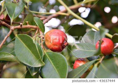 Strawberry Guava fruit Strawberry Guava fruit 43637444