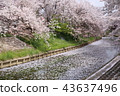 Cherry blossom trees of Nara Sado River 43637496