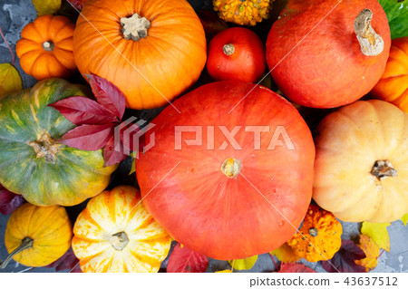 Harvest of pumpkins Harvest of pumpkins 43637512