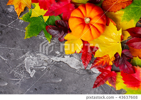 Harvest of pumpkins Harvest of pumpkins 43637608