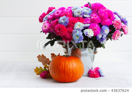 fall chrysanthemum flowers fall chrysanthemum flowers 43637624