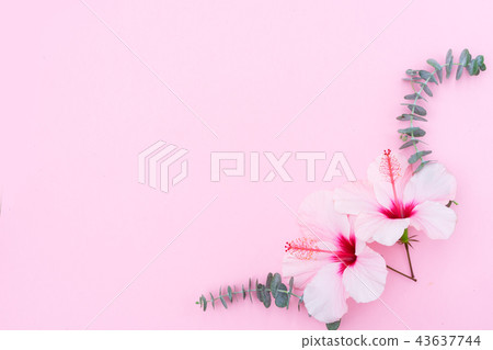 Wellness background with hibiscus flower Wellness background with hibiscus flower 43637744