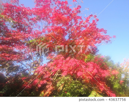 倫敦麗晶公園 倫敦麗晶公園 43637756
