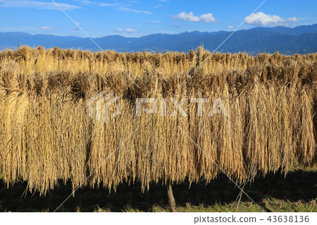 Nakano no Tanada Rice field Yamanashi Nakano no Tanada Rice field Yamanashi 43638136