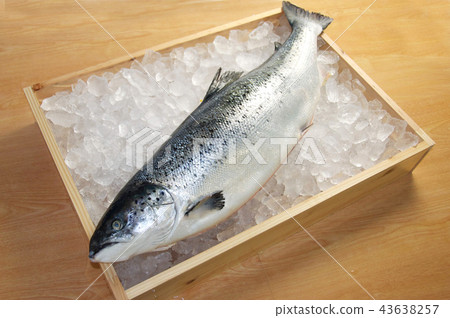 三文魚 三文魚 43638257