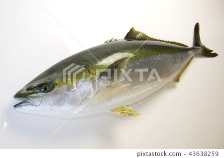 黃尾魚(Hamachi) 黃尾魚(Hamachi) 43638259