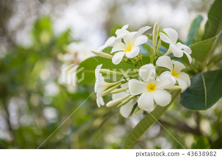 Beautiful white flower Beautiful white flower 43638982