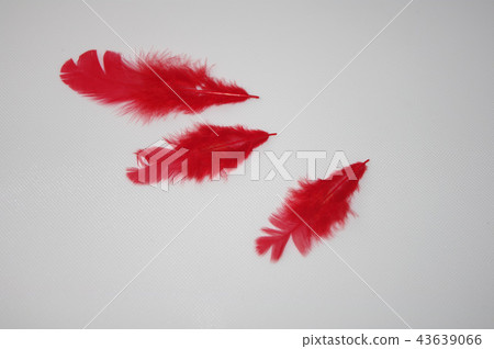 Red Feather 43639066