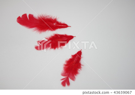 Red Feather 43639067