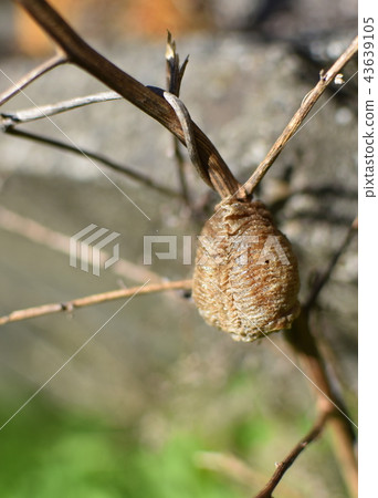 Mantis egg Mantis egg 43639105