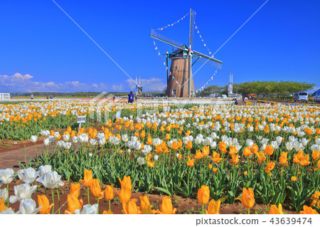 在晴朗的天氣下櫻花故鄉的鬱金香 43639474