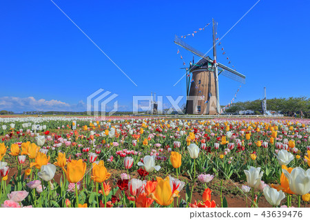 在晴朗的天氣下櫻花故鄉的鬱金香 43639476