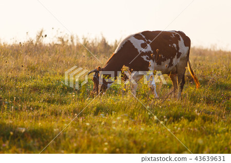 Red cow grazing in green field at sunrise 43639631