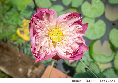 lotus1 43639823