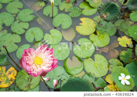 lotus2 lotus2 43639824