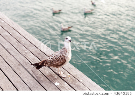 Seagull in port of Barcelona at sunset Seagull in port of Barcelona at sunset 43640195
